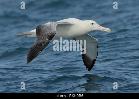 Adulto albatro errante volo sopra l'oceano; volwassen grote albatros vliegend boven oceaan Foto Stock