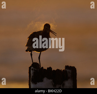 Adulte grutto in vooraanzicht zittend op besneeuwd paaltje in vroege ochtend tegenlicht, adulto nero-tailed godwit in frontview seduti sulla coperta di neve in pole nella mattina presto la retroilluminazione Foto Stock