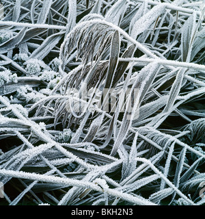 Trasformata per forte gradiente di brina sui pettini Phragmites communis Foto Stock