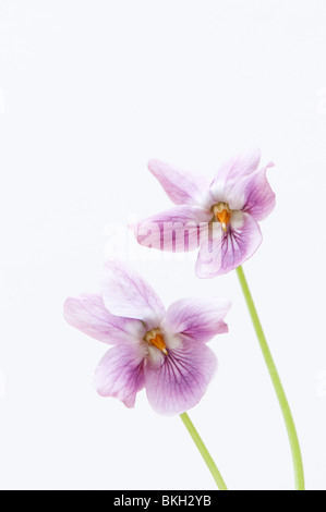 In prossimità dei due dusky pink dolci violette, Viola odorata, contro uno sfondo bianco Foto Stock