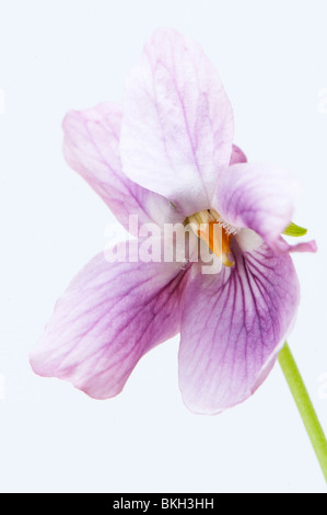 Close up di un dusky rosa viola mammola, Viola odorata, contro uno sfondo bianco Foto Stock