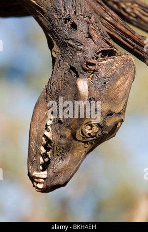 Cani selvatici shot e appeso su un lato strada albero vicino Lago Eucumbene, Australia Foto Stock