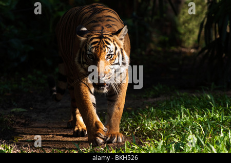 Captive: la malese tiger (Panthera tigris malayensis) Foto Stock