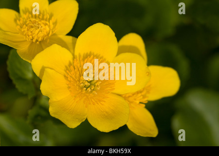 Caltha palustris, Marsh Calendula, Dotterbloem Foto Stock