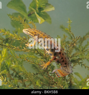 Comune maschio o liscia newt Triturus vulgaris in abito di allevamento Foto Stock