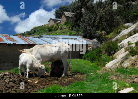 Mucca con il suo vitello su Isla del Sol, Bolivia, Sud America Foto Stock