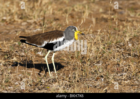 White Crowned pavoncella, Kruger, sud africa Foto Stock