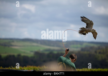 falconeria Foto Stock