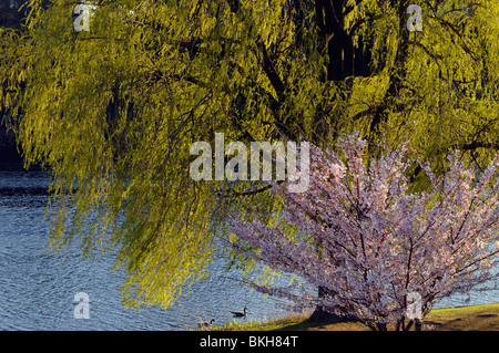 Fioritura giapponese albero ciliegio Prunus serrulata Somei-Yoshino e giallo salice piangente albero in primavera al laghetto di granatieri High Park Toronto Foto Stock