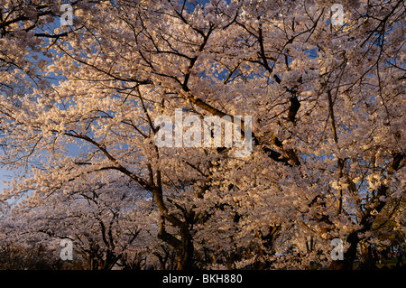 Foresta di giapponese Sakura la fioritura dei ciliegi con hanami folla sul parco alta collina Toronto Prunus serrulata Somei-Yoshino Foto Stock