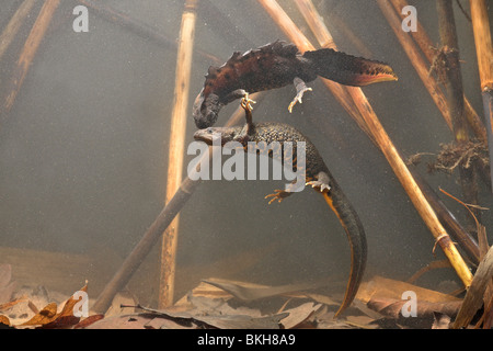 Foto di una coppia di grandi tritoni crestato sotto l'acqua con il maschio di baciare la femmina Foto Stock