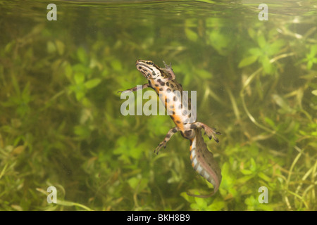 Foto di un maschio di tritone comune con sullo sfondo verde della vegetazione, il tritone è il nuoto in superficie per il respiro Foto Stock