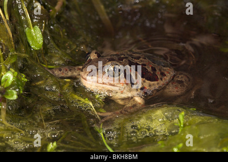 Foto di un maschio spadefoot comune nell'acqua tra le alghe Foto Stock