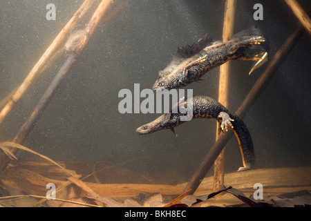 Foto di una coppia di grandi tritoni crestato sotto l'acqua con il maschio di nuoto sopra la femmina Foto Stock