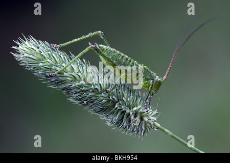 Cavalletta verde su un verde piegata in sfondo verde Foto Stock