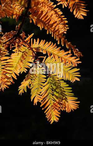 Alba retroilluminato redwood Metasequoia glyptostroboides le foglie in autunno Foto Stock