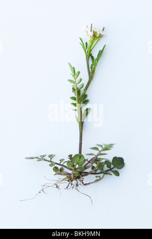 Ondulata di amaro crescione, Cardamine flexuosa, con radici contro uno sfondo bianco Foto Stock