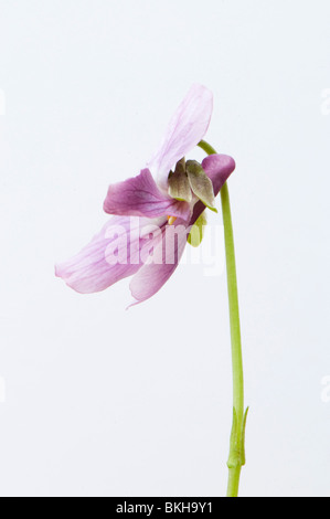 Close up di un dusky rosa viola mammola, Viola odorata, contro uno sfondo bianco Foto Stock