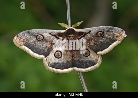 Wiener, Großes, Nachtpfauenauge Wiener, grande imperatore tarma tarma, butterfly, Saturnia pyri Foto Stock