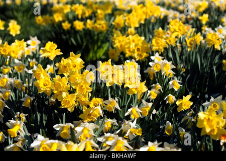 Un campo di colore giallo brillante narcisi in fiore su una luminosa e soleggiata mattina di primavera Foto Stock