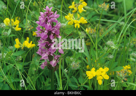 Sud della palude, orchidea Dactylorhiza sp. Con Trifoglio del piede dell'uccello, Lotus corniculatus in prato umido, North Warnborough, Hampshire Foto Stock