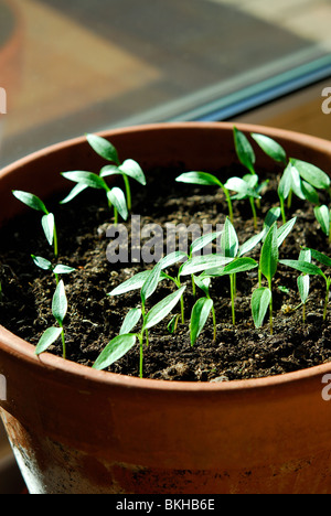 Chili Pepper Plant piantine che crescono in una pentola su un soleggiato davanzale. Regno Unito 2010. Foto Stock