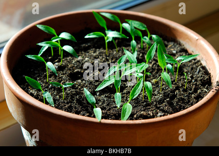 Chili Pepper Plant piantine che crescono in una pentola su un soleggiato davanzale. Regno Unito 2010. Foto Stock