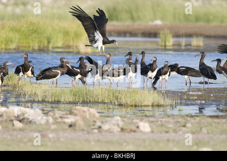 La Abdnim stork, Etosha, Namibia. Foto Stock