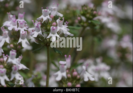 Groepje bloeiende Echte tijm overzicht; Comune timo Foto Stock