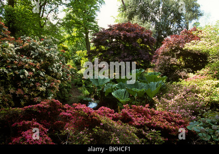 Regno Unito, Inghilterra, Hampshire, Exbury Gardens, umido amare piante nel giardino delle paludi Foto Stock