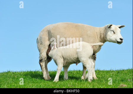 Madre di ovini e il suo lamb bere latte in primavera, Frisia Paesi Bassi Foto Stock