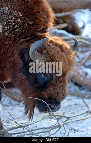 Il bisonte europeo, Visent (Bison bonasus) Foto Stock