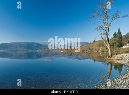 Albero sulla riva del Loch Ard con riflessioni cercando di Ben Lomond in inverno quartiere Stilring Scozia Scotland Foto Stock
