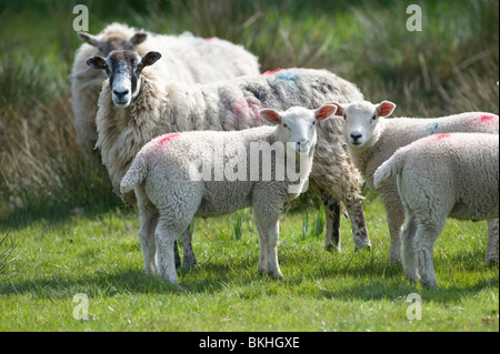 Bambino piccolo agnelli e la loro madre che pascolano in un campo di erba in devon Foto Stock