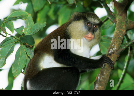 Mona Monkey, (Ceropithecus mona), arrampicata nella struttura ad albero, Parco nazionale Grand Etang, Grenada, dei Caraibi. Foto Stock
