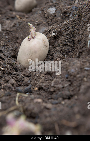 Patate germogliati chitting essendo piantato in organico letti sollevata nel giardino inglese Foto Stock