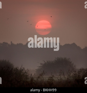 Mistige zonsopkomst in de polder; foggy sunrise nel polder Foto Stock