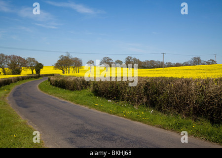 Campi di olio giallo piante di colza con una strada in primo piano. Foto Stock