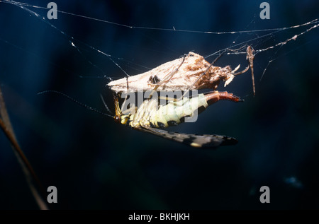 Scorpione comune-fly femmina (Panorpa communis: Panorpidae) alimentazione su una tignola catturati in una tela di ragno REGNO UNITO Foto Stock