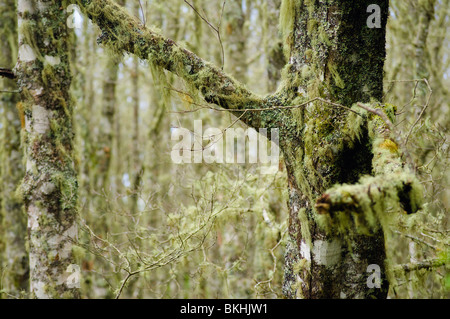 Eredità di Mondo foresta laurel (laurisilva) mantelli molto del lato nord dell'isola di Madera Foto Stock