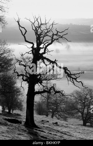 Alba vicino a Cononley nelle vicinanze Skipton, e l'Aire Valley in North Yorkshire, Inghilterra, Regno Unito Foto Stock