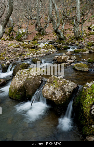 Foresta di faggio, chiamato 'faedo', nel villaggio di Ciñera de gordon (León , Spagna) Foto Stock