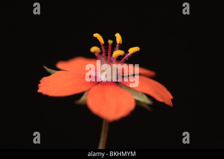 Detasil van een bloem van Rood guichelheil Foto Stock