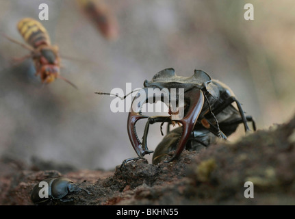 Vliegende Parende herten op de stam van een eik incontrato hoornaars vooraanzicht; coniugata Stag coleotteri Foto Stock