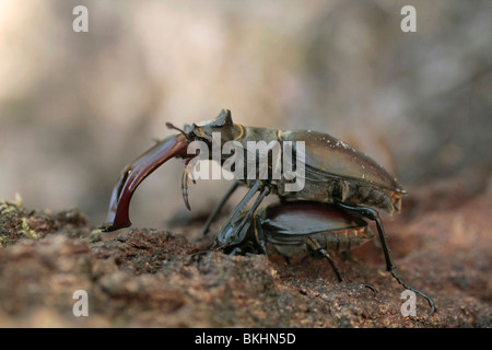 Vliegende Parende herten op de stam van een eik; coniugata Stag coleotteri Foto Stock