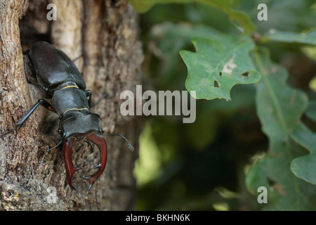 Vliegend hert op de stam van een eik; Stag beetle su una quercia Foto Stock