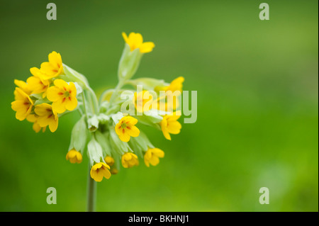 Primula veris. Cowslip fiore in erba Foto Stock