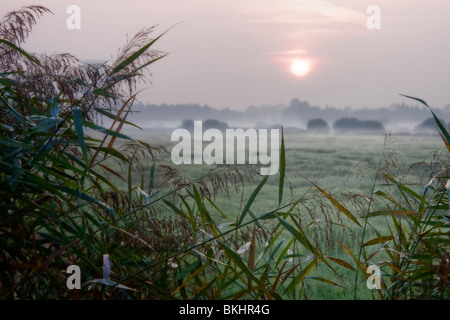 Mistige zonsopkomst in de polder; foggy sunrise nel polder Foto Stock