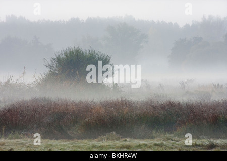 Mistige zonsopkomst in de polder; foggy sunrise nel polder Foto Stock