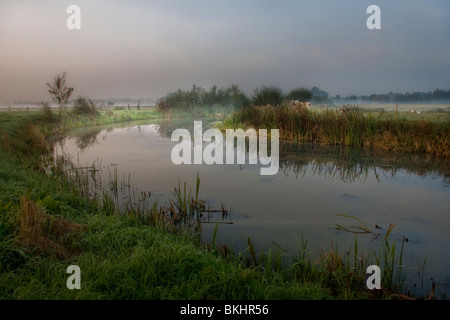 Mistige zonsopkomst in de polder; foggy sunrise nel polder Foto Stock